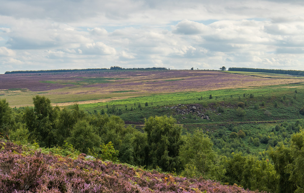 Gibbet Moor